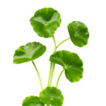 Centella Asiatica on white background