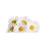 Chamomile Flowers on white background