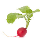 Radish on white background