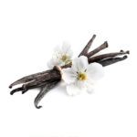 Vanilla sticks and flowers on white background